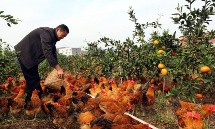 养鸡场投资多少钱?看小伙逆向经营的营销模式,让养鸡场扭亏为盈年赚100万!-玖儿的学习笔记