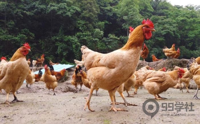 养3万只土鸡一年狂赚280万,小伙的模式绝对是养殖户的天花板!-玖儿的学习笔记