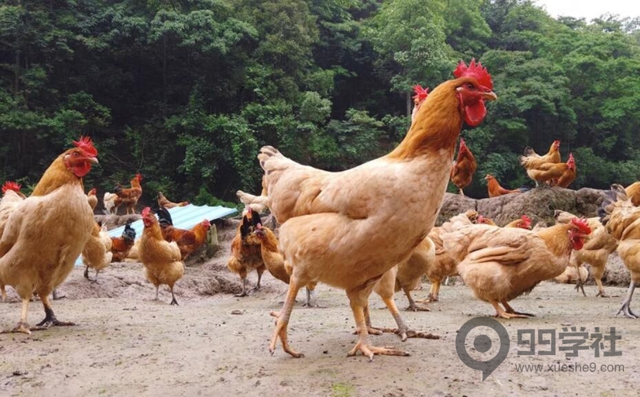 养3万只土鸡一年狂赚280万，小伙的模式绝对是养殖户的天花板！-玖儿的学习笔记